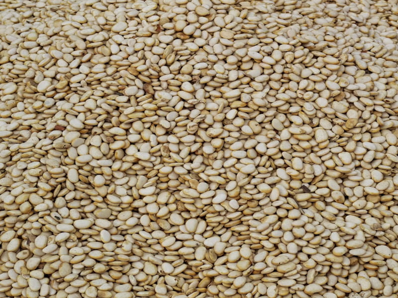 Sesame Seeds
